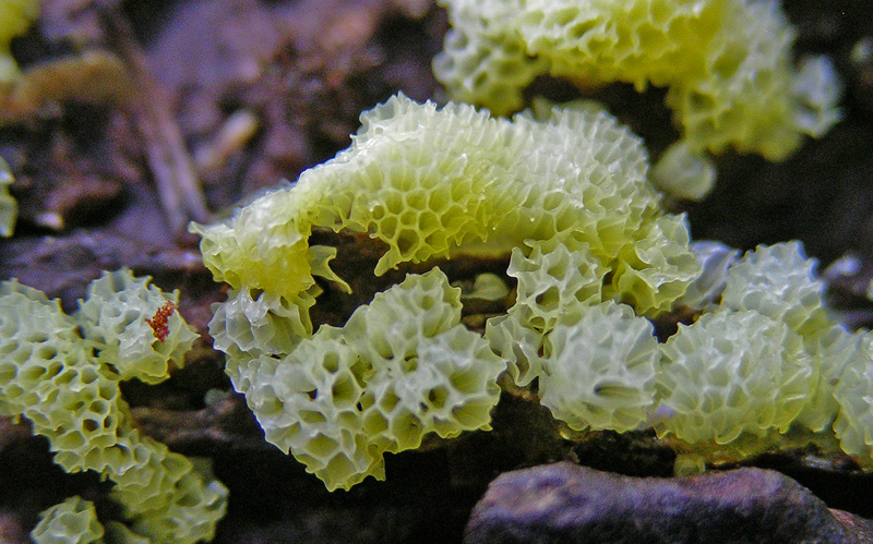 Ceratiomyxa poroides.